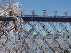 Ice Storm All coated in ice